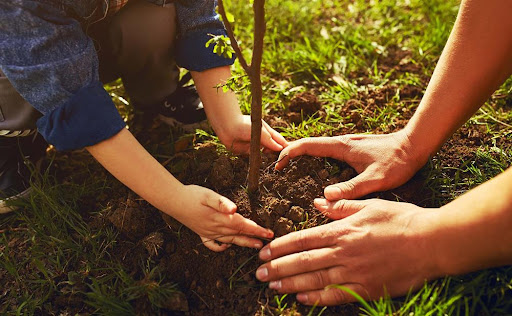 زراعة 80 ألف شجرة في لواء الكورة أغلبها من شجر الخروب