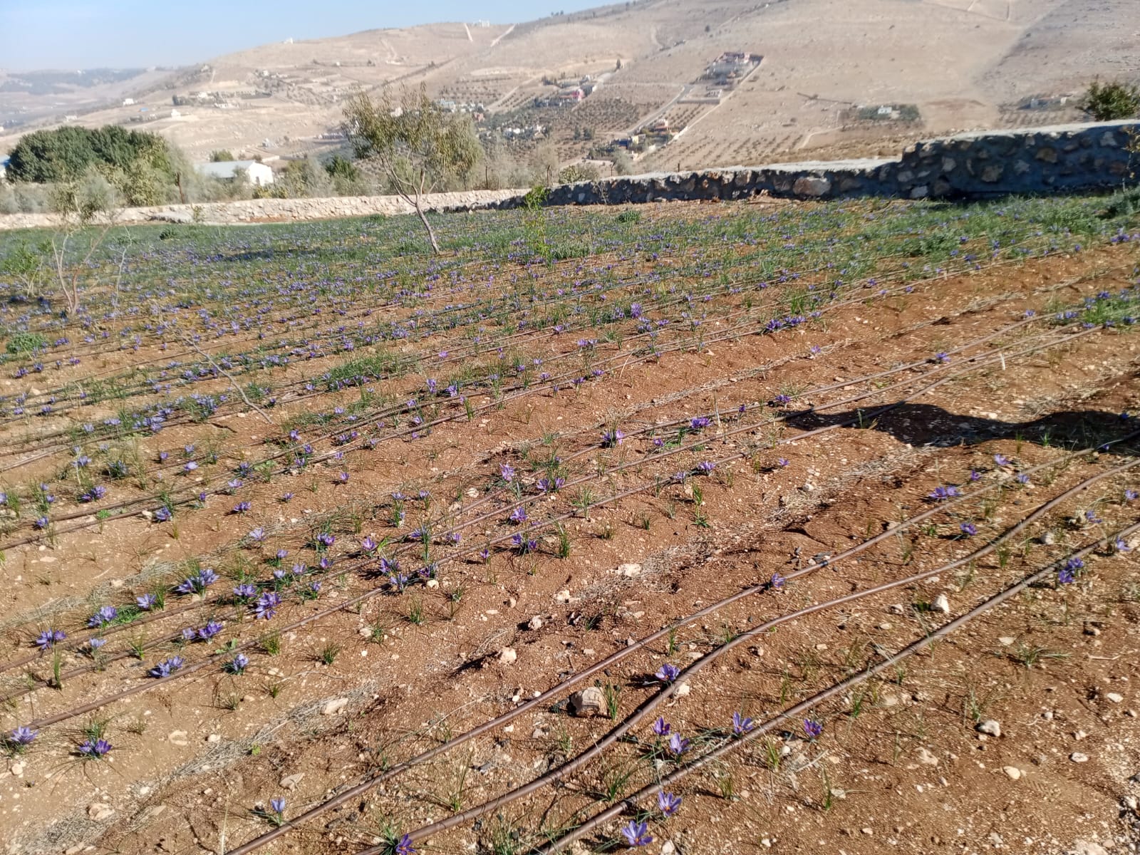 مزرعة الزعفران بالمفرق تحقق نجاحاً ملحوظاً  بعد سبع سنوات من العمل